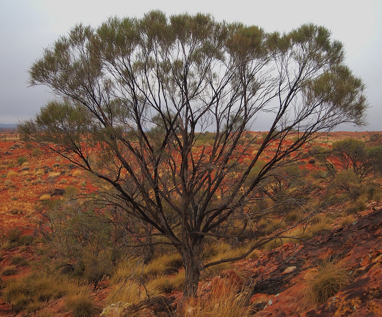 Acacia macdonnelliensis: Acacia macdonnellensis subsp. teretifolia