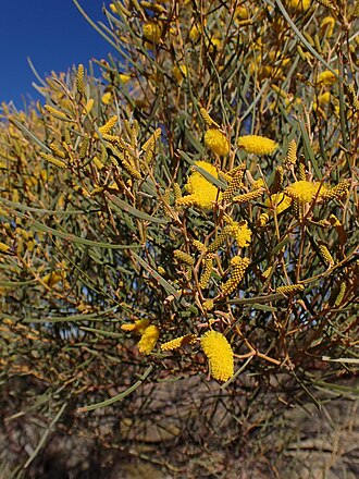 Acacia macdonnelliensis: Acacia macdonnellensis