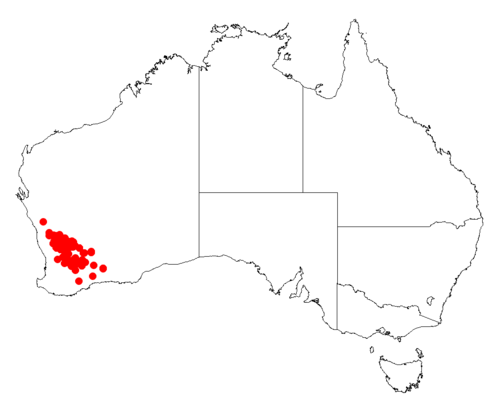 Acacia mackeyana: Acacia mabellae Occurrence data from Australasia Virtual Herbarium downloaded from https://doi.org/10.26197/5c0b1388984eb on 8 December 2018