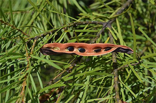Acacia macnuttiana: Foliage, pod and seeds of Acacia macnuttiana in the Mount Annan Botanic Gardens, New South Wales