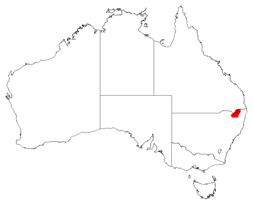 Acacia macnuttiana: Acacia macnuttiana Occurrence data from Australasia Virtual Herbarium downloaded from https://doi.org/10.26197/5c0b1388984eb on 8 December 2018
