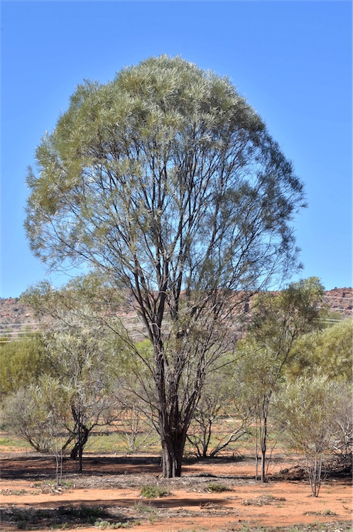 Acacia maconochieana: Habit of Acacia maconochieana in the Olive Pink Botanic Gardens, Alice Springs, Northern Territory