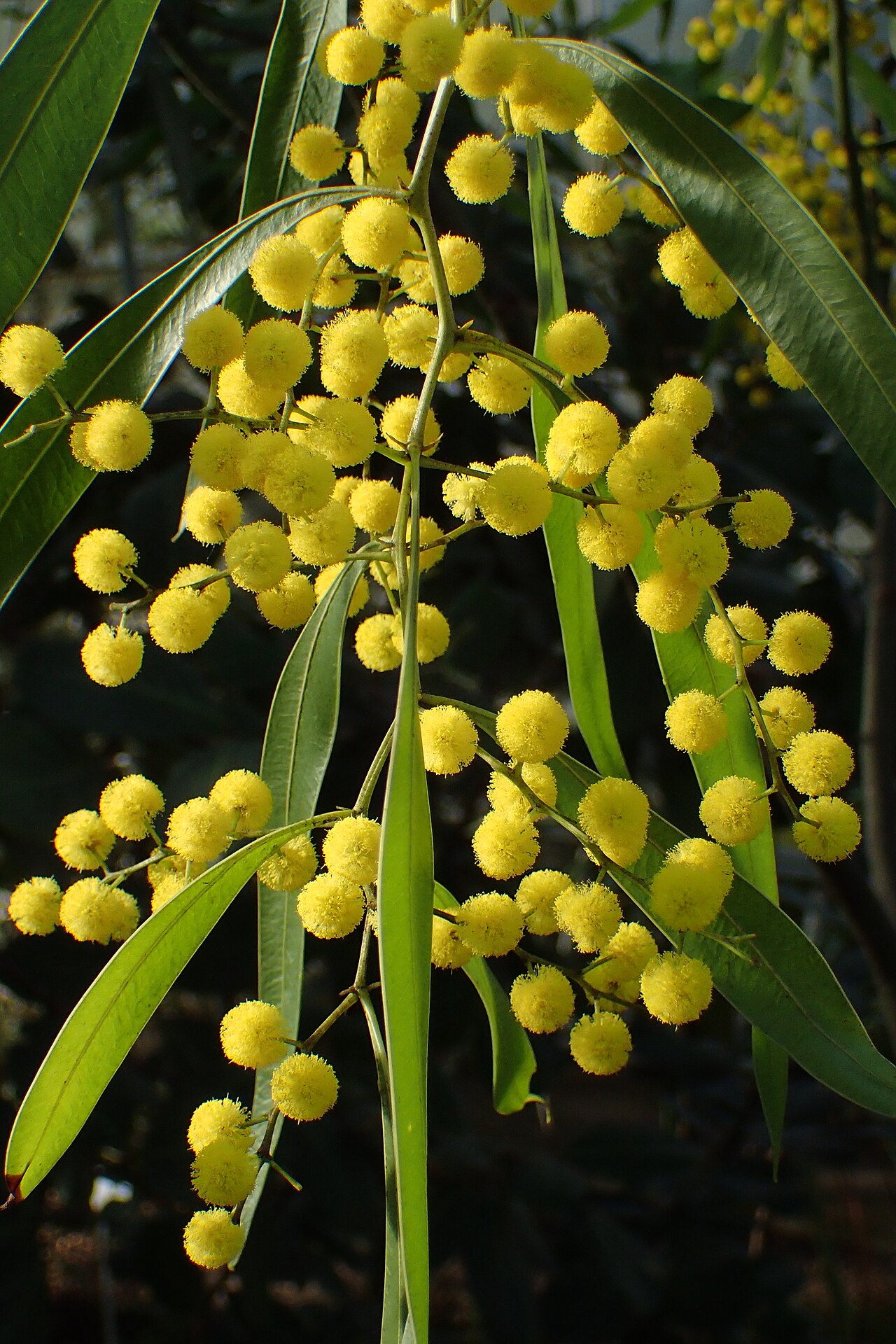 Acacia macradenia: Acacia macradenia in the Botanischer Garten, Berlin-Dahlem