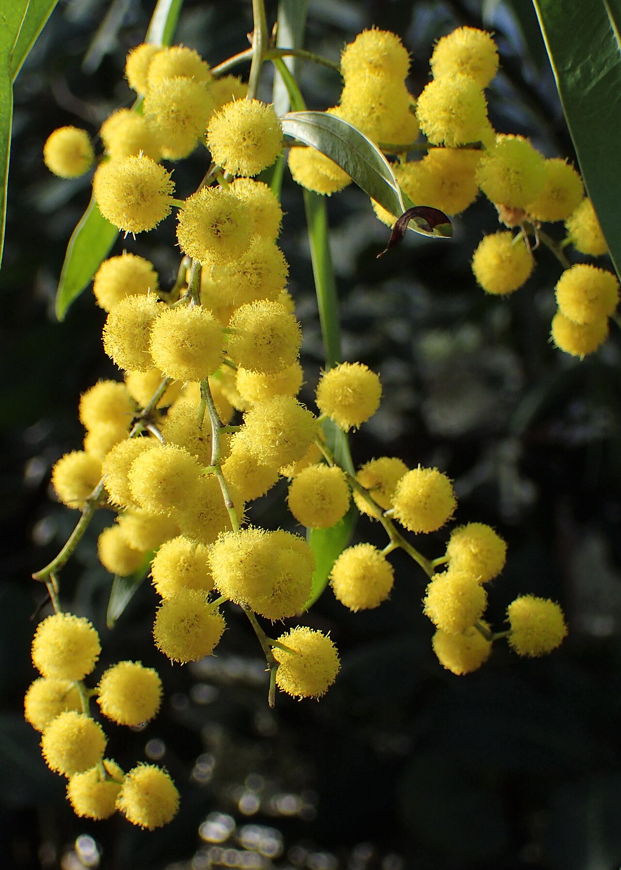 Acacia macradenia: Acacia macradenia in the Botanischer Garten, Berlin-Dahlem