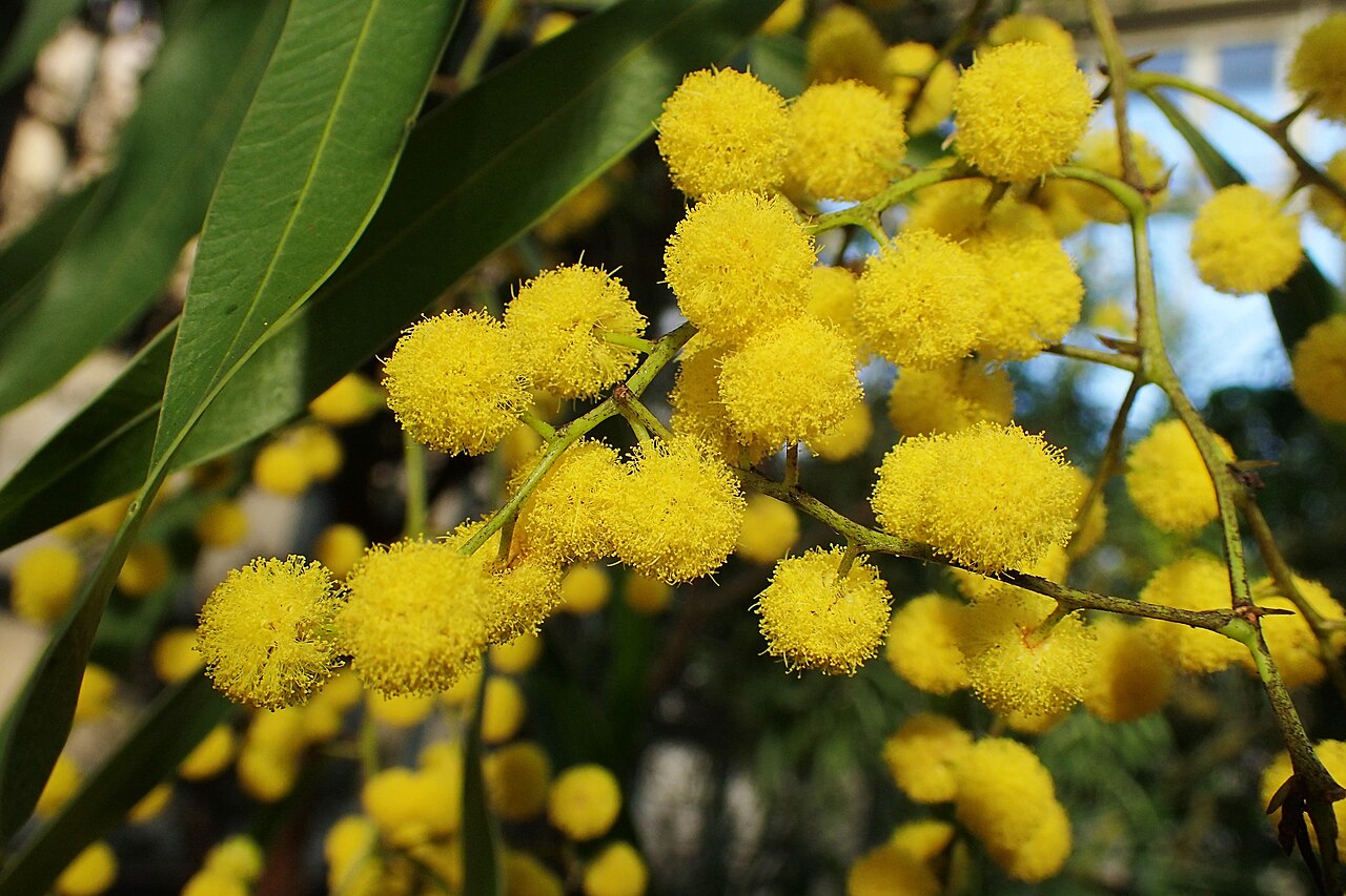 Acacia macradenia: Acacia macradenia in the Botanischer Garten, Berlin-Dahlem