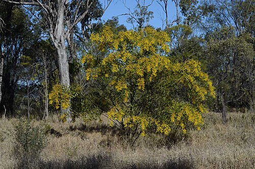 Acacia macradenia: Habit of Acacia macradenia , near the Carnarvon Highway between Roma and Taroom, about 4.2 km SW from Franksvale Creek crossing, Queensland