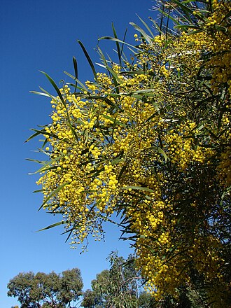 Acacia macradenia: Acacia macradenia