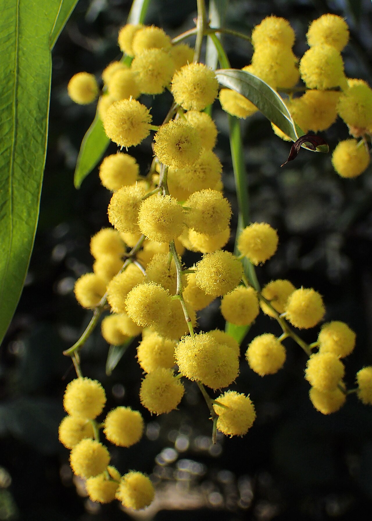 Acacia macradenia: Acacia macradenia in the Botanischer Garten, Berlin-Dahlem
