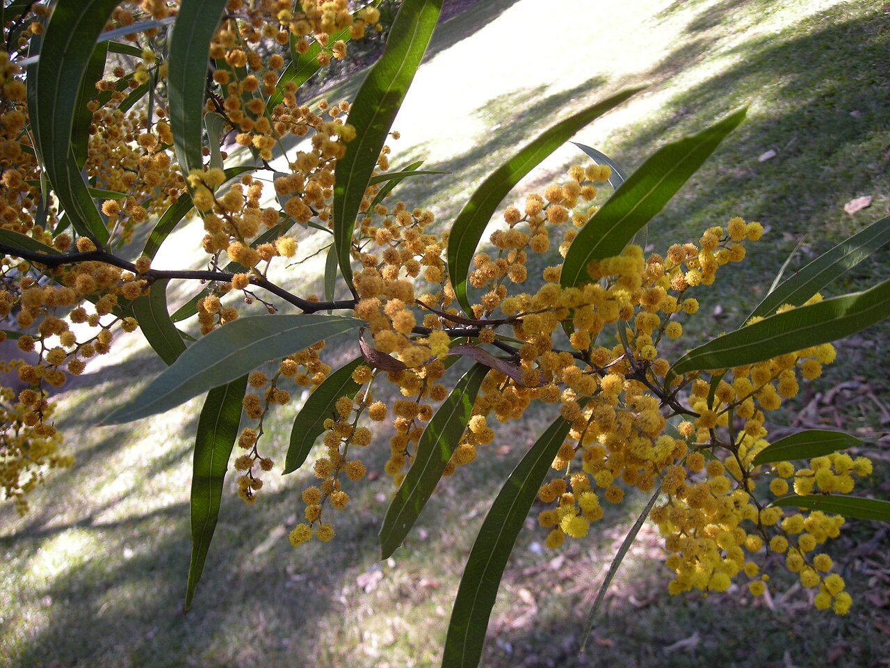 Acacia macradenia: Acacia macradenia foliage and flowers