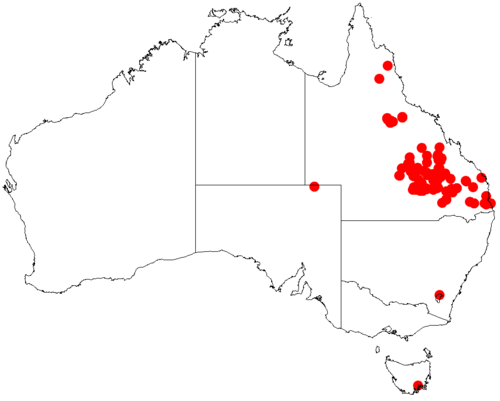 Acacia macradenia: Acacia macradenia occurrence data from Australasian Virtual Herbarium downloaded from https://doi.org/10.26197/5c06138894b on December 8 2018