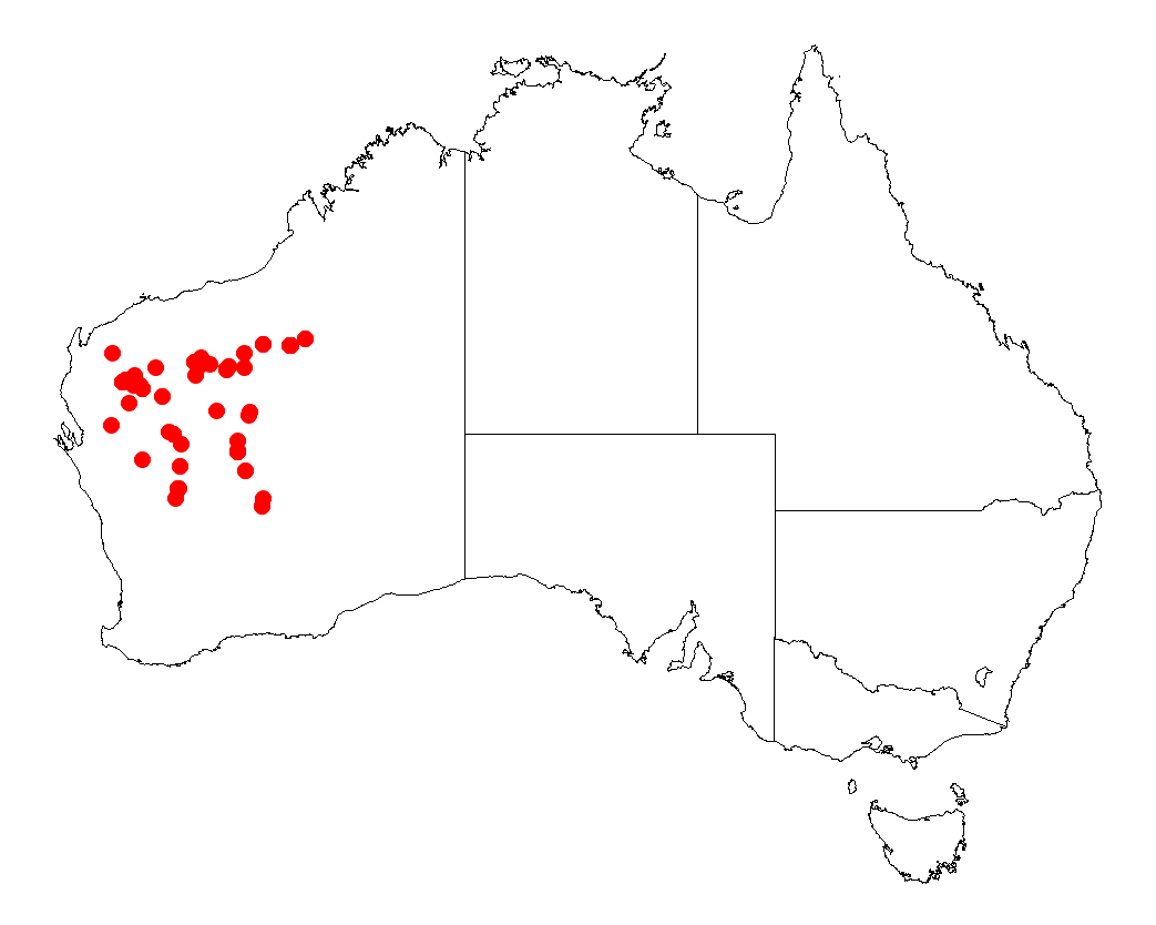 Acacia macraneura: Acacia mabellae Occurrence data from Australasia Virtual Herbarium downloaded from https://doi.org/10.26197/5c0b1388984eb on 8 December 2018