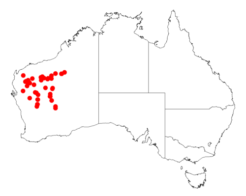 Acacia macraneura: Acacia macraneura occurrence data from Australasian Virtual Herbarium downloaded from https://doi.org/10.26197/5c06138894b on December 8 2018