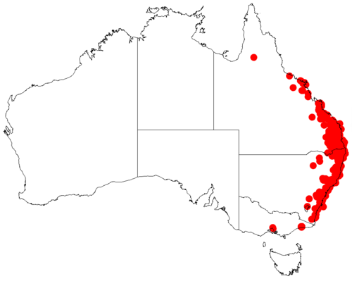 Acacia maidenii: Acacia maidenii occurrence data from Australasian Virtual Herbarium downloaded from https://doi.org/10.26197/5c06138894b on December 8 2018