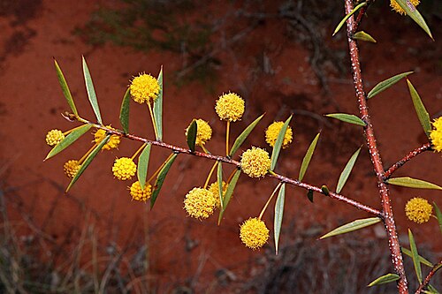 Acacia maitlandii: Flowers and foliage of Acacia maitlandii , in Charleville Botanical Reserve, about 16.5 km south from Charleville, off Mitchell Highway, Queensland