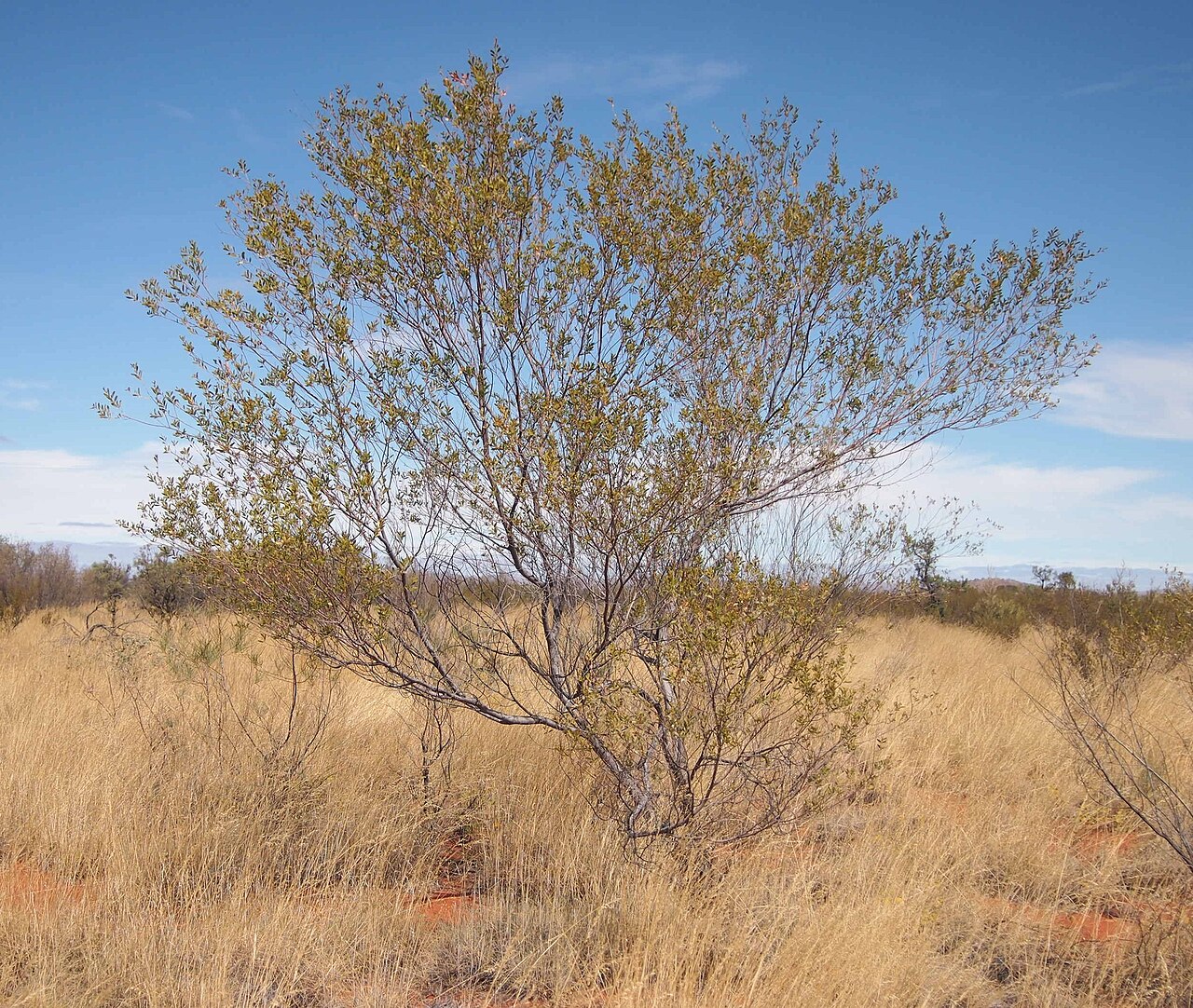 Acacia maitlandii: Acacia maitlandii