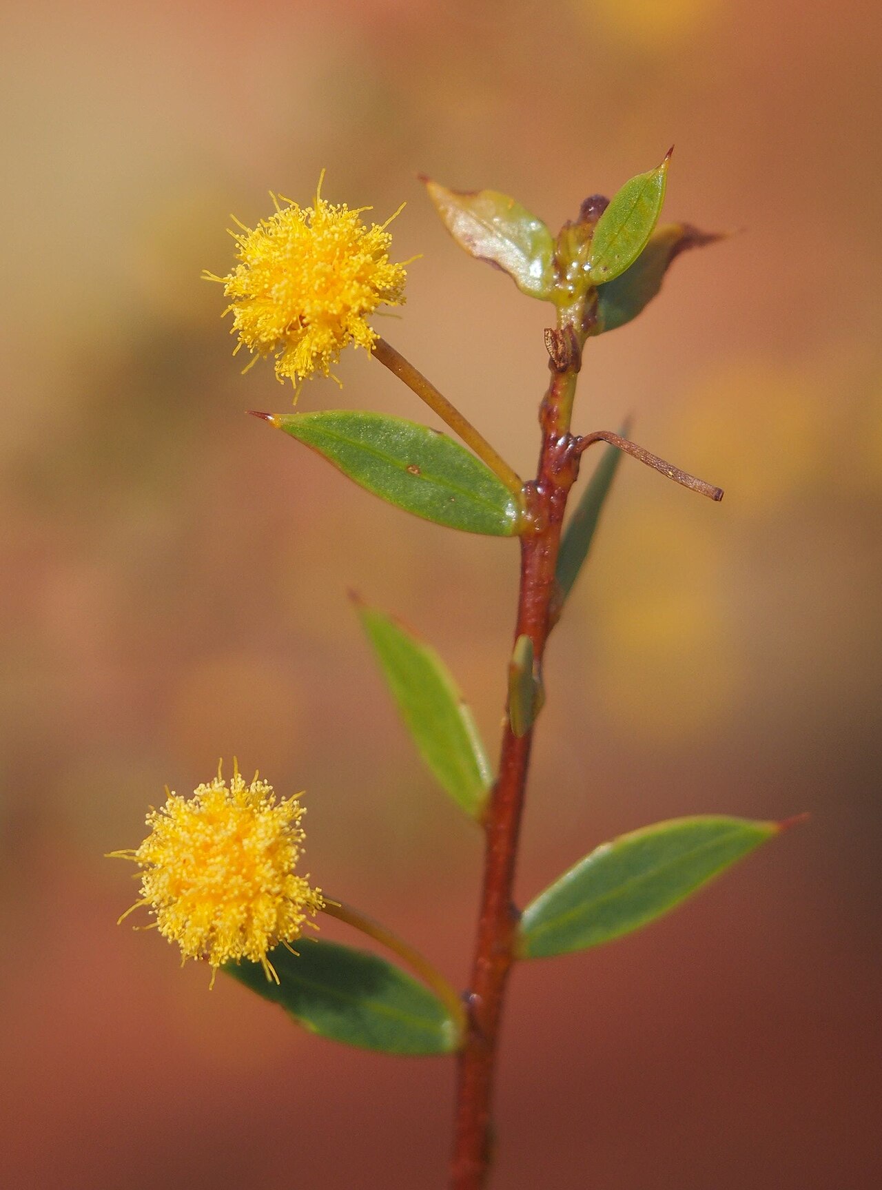 Acacia maitlandii: Acacia maitlandii flowers and foliagee