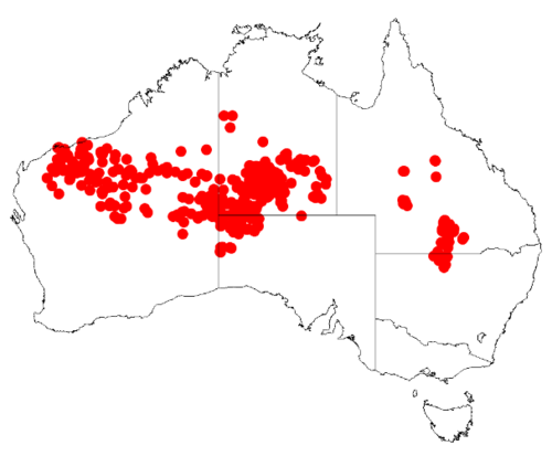 Acacia maitlandii: Acacia maitlandii Occurrence data from Australasia Virtual Herbarium downloaded from https://doi.org/10.26197/5c0b1388984eb on 8 December 2018