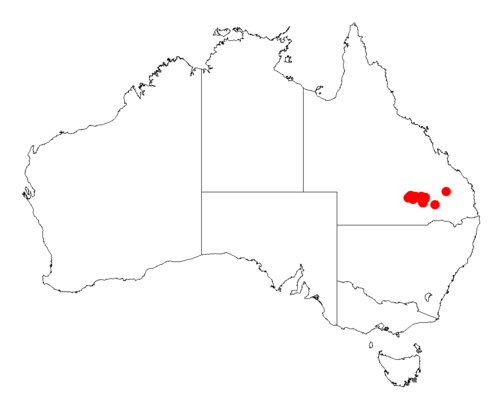 Acacia maranoensis: Acacia maranoensis occurrence data from Australasian Virtual Herbarium downloaded from https://doi.org/10.26197/5c06138894b on December 8 2018