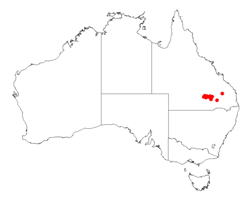 Acacia maranoensis: Acacia maranoensis Occurrence data from Australasia Virtual Herbarium downloaded from https://doi.org/10.26197/5c0b1388984eb on 8 December 2018