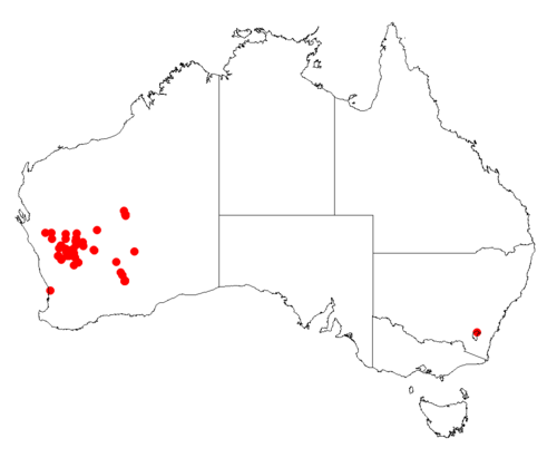 Acacia masliniana: Acacia mabellae Occurrence data from Australasia Virtual Herbarium downloaded from https://doi.org/10.26197/5c0b1388984eb on 8 December 2018