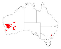 Acacia masliniana: Acacia masliniana occurrence data from Australasian Virtual Herbarium downloaded from https://doi.org/10.26197/5c06138894b on December 8 2018