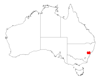 Acacia matthewii: Acacia matthewii Occurrence data from Australasia Virtual Herbarium downloaded from https://doi.org/10.26197/5c0b1388984eb on 8 December 2018