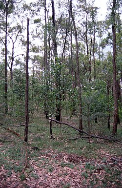 Acacia matthewii: Acacia matthewii in Dharug National Park