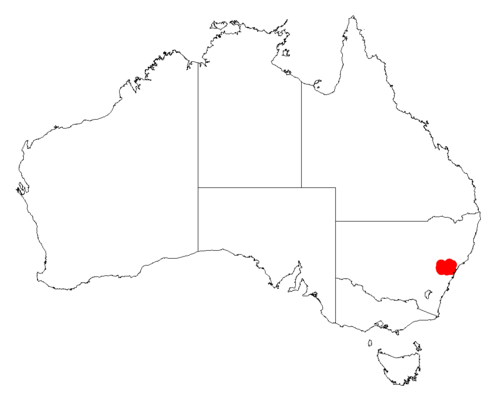 Acacia matthewii: Acacia matthewii occurrence data from Australasian Virtual Herbarium downloaded from https://doi.org/10.26197/5c06138894b on December 8 2018