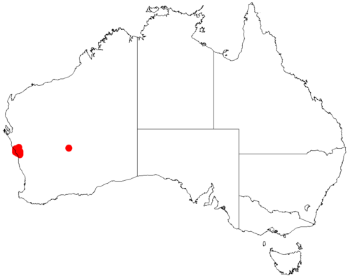 Acacia megacephala: Acacia megacephala occurrence data from Australasian Virtual Herbarium downloaded from https://doi.org/10.26197/5c06138894b on December 8 2018