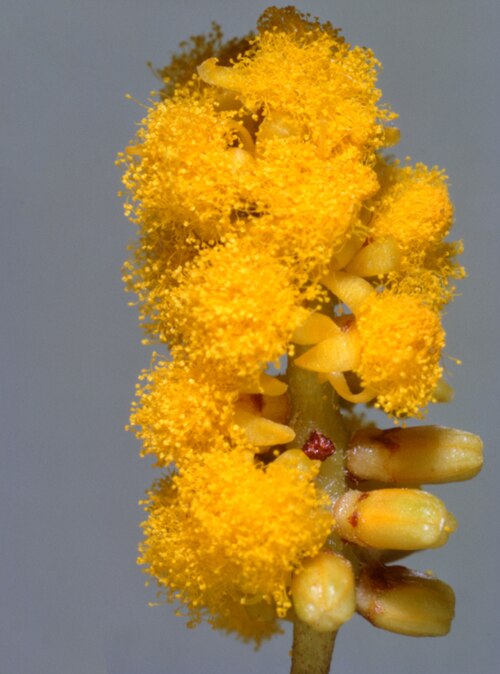 Acacia megalantha: Acacia megalantha