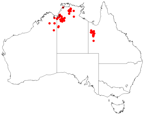 Acacia megalantha: Acacia mabellae Occurrence data from Australasia Virtual Herbarium downloaded from https://doi.org/10.26197/5c0b1388984eb on 8 December 2018