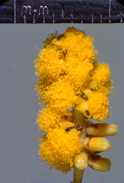 Acacia megalantha: Acacia megalantha