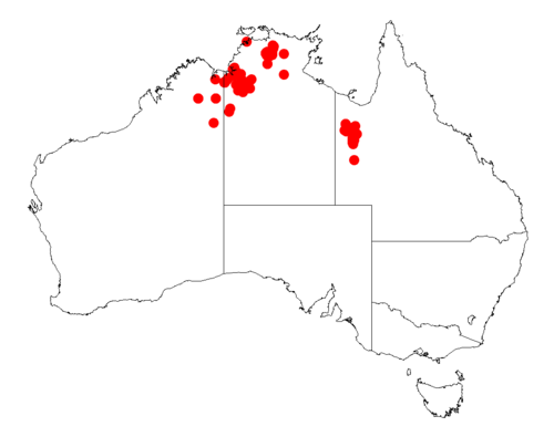 Acacia megalantha: Acacia megalantha occurrence data from Australasian Virtual Herbarium downloaded from https://doi.org/10.26197/5c06138894b on December 8 2018