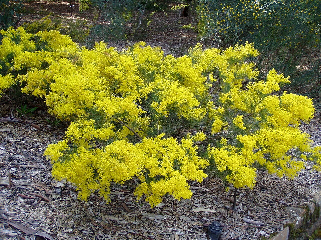 Acacia meiantha: Description: Acacia meiantha Location: Australian National Botanic Gardens, Canberra, Australian Capital Territory, Australia Date: 2005-09-21 Source: picture t