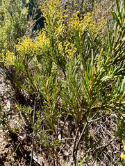 Acacia meiantha (Acacia meiantha)