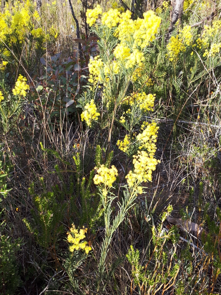 Acacia meiantha (Acacia meiantha)