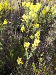 Acacia meiantha (Acacia meiantha)