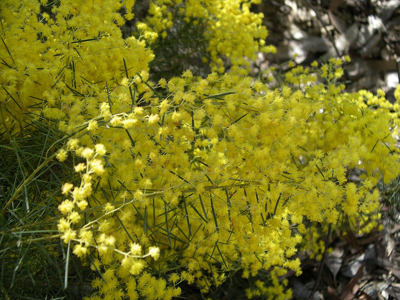 Acacia meiantha (Acacia meiantha)