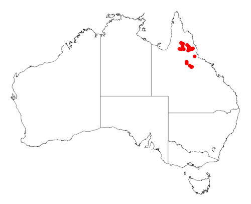 Acacia meiosperma: Acacia meiosperma Occurrence data from Australasia Virtual Herbarium downloaded from https://doi.org/10.26197/5c0b1388984eb on 8 December 2018
