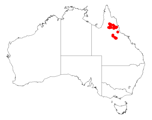 Acacia meiosperma: Acacia meiosperma occurrence data from Australasian Virtual Herbarium downloaded from https://doi.org/10.26197/5c06138894b on December 8 2018