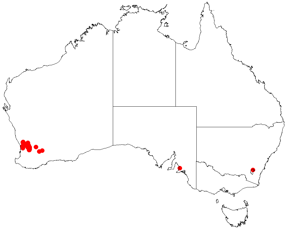 Acacia meisneri: Acacia mabellae Occurrence data from Australasia Virtual Herbarium downloaded from https://doi.org/10.26197/5c0b1388984eb on 8 December 2018