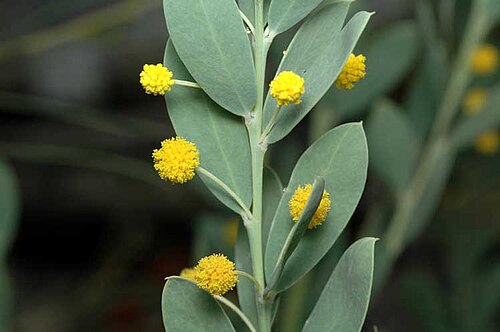 Acacia meisneri: Acacia meisneri in the Australian National Botanic Gardens