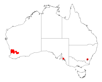 Acacia meisneri: Acacia meisneri occurrence data from Australasian Virtual Herbarium downloaded from https://doi.org/10.26197/5c06138894b on December 8 2018