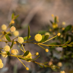 Acacia melleodora (Acacia melleodora)