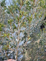 Acacia melleodora (Acacia melleodora)