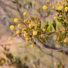 Acacia melleodora (Acacia melleodora)