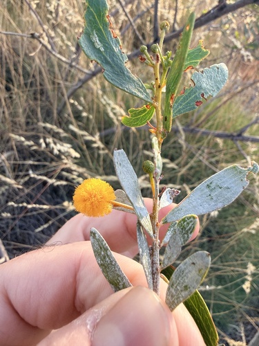 Acacia melleodora (Acacia melleodora)
