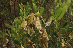Acacia melleodora (Acacia melleodora)