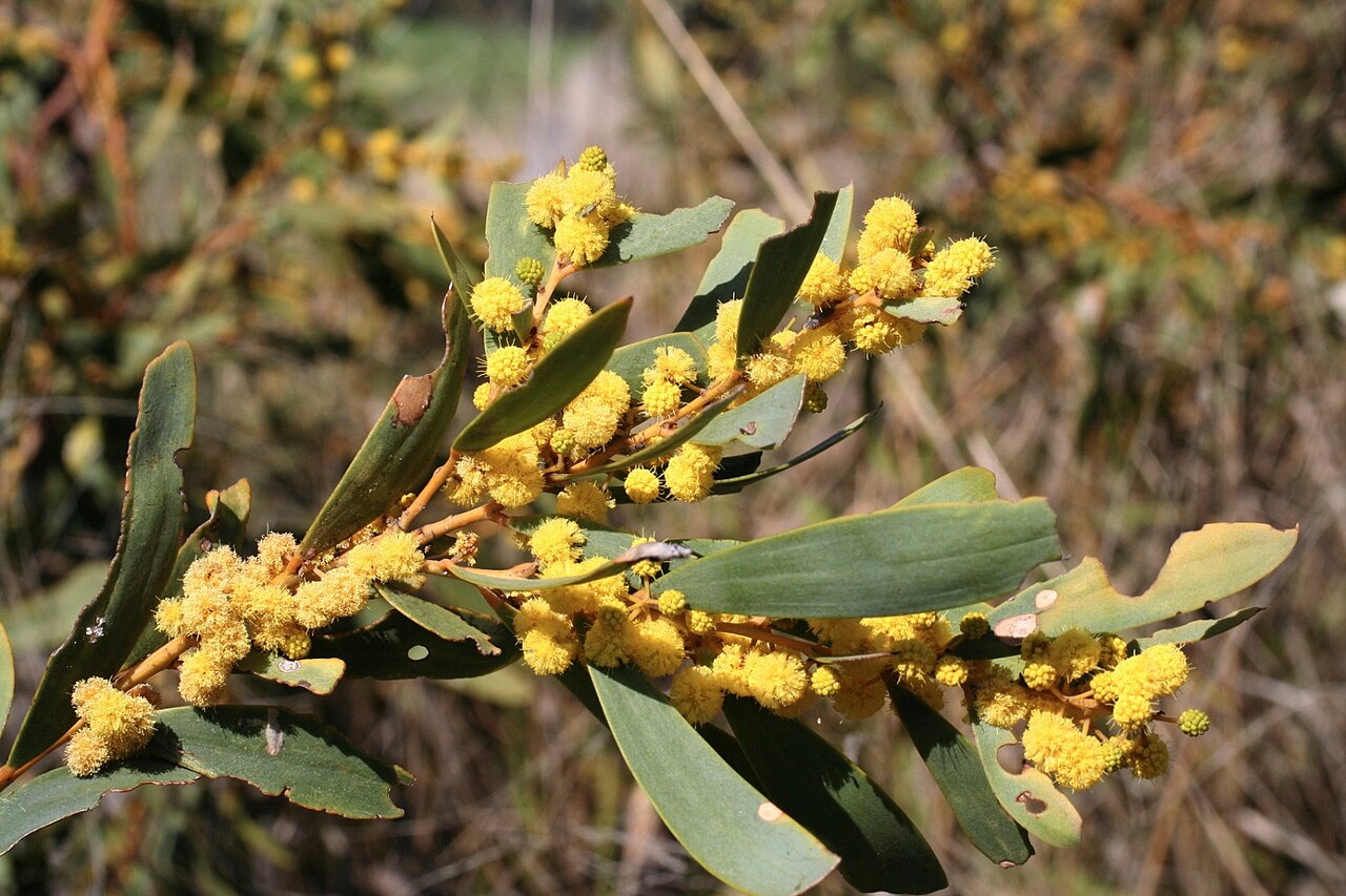 Acacia melvillei: Photo of Acacia melvillei