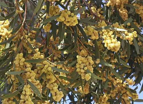 Acacia melvillei: Photo of Acacia melvillei